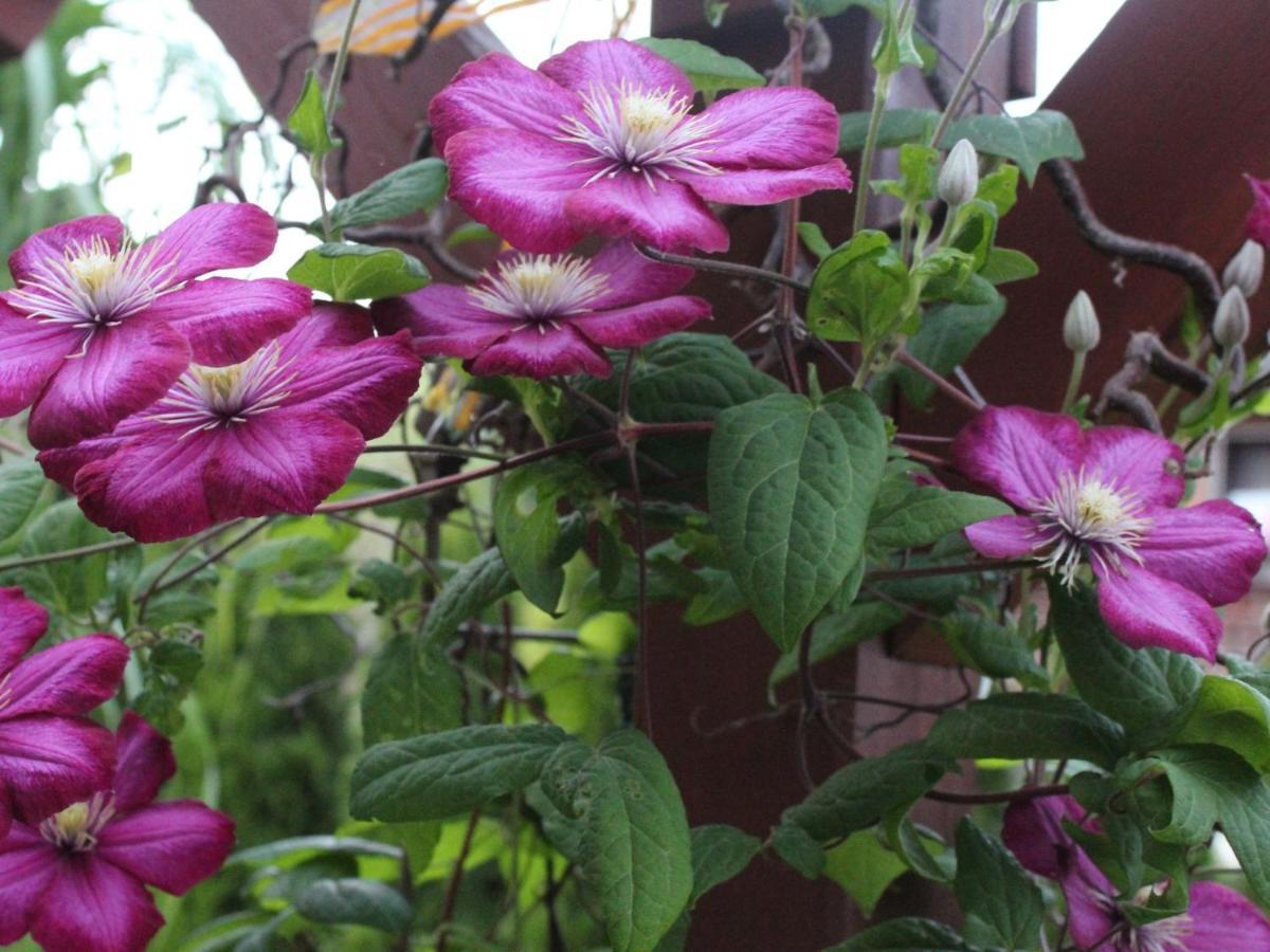 Flat In Herrischried Black Forest חדר תמונה